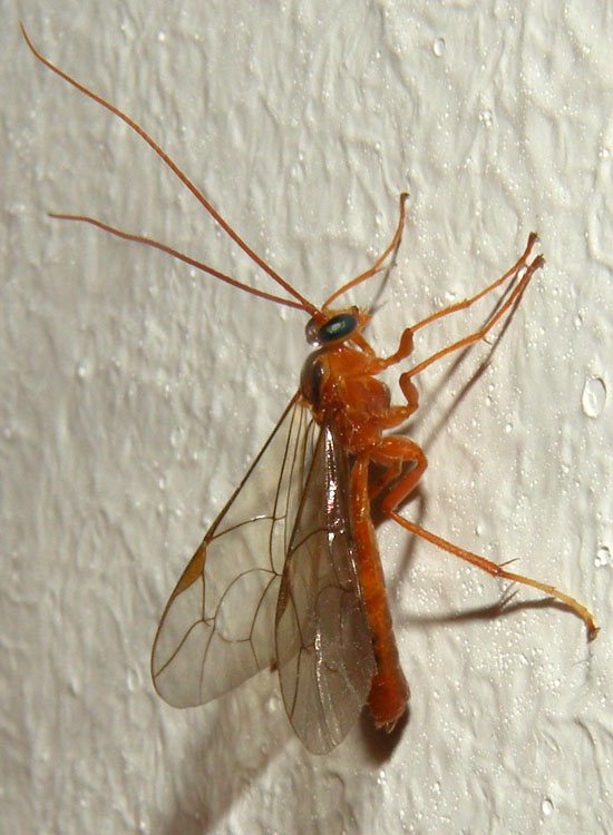 Enicospilus? No. Tryphoninae, genere Netelia